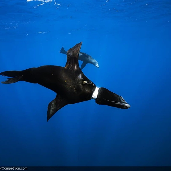 Победитель в номинации «Защита окружающей среды» | Источник: Matthew Mak / DPG Masters Underwater Imaging Competition 2024