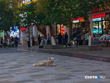 Источник: Тамара Ван-Фу-Ли / CHITA.RU