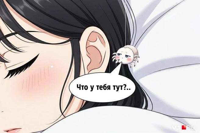 Любопытные пауки часто проникают куда не надо, рискуя собственной жизнью | Источник: Юрий Скулыбердин