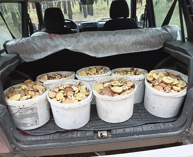 Другой сибиряк ездил в лес 17 августа  | Источник: Юрий