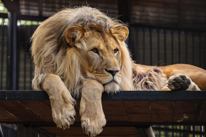 Думает о чем-то важном | Источник: Парк флоры и фауны «Роев ручей»