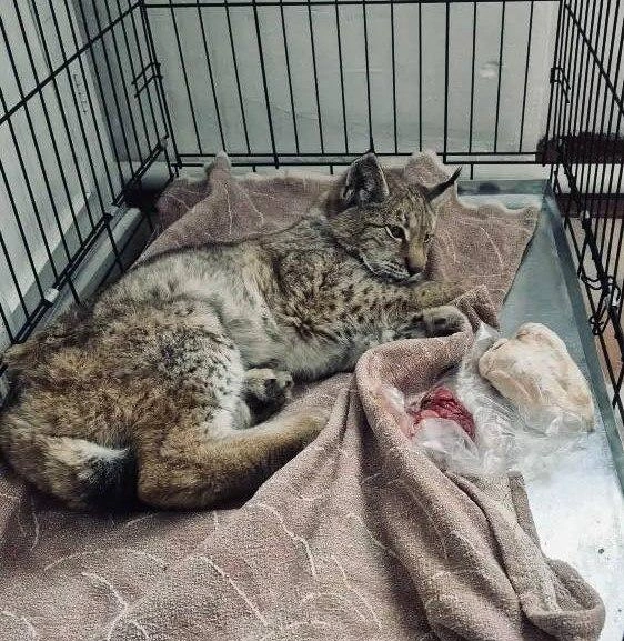 Источник: T.me/gvszab