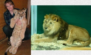 Полностью ослеп, смотрители кормят с рук: льву Гоше из Иркутского зоопарка исполнилось 20 лет