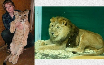 Полностью ослеп, смотрители кормят с рук: льву Гоше из Иркутского зоопарка исполнилось 20 лет