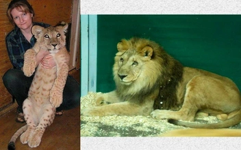 Полностью ослеп, смотрители кормят с рук: льву Гоше из Иркутского зоопарка исполнилось 20 лет