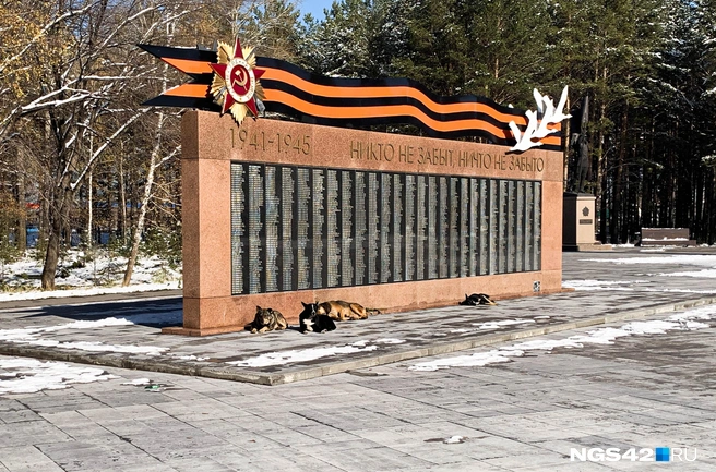 Бездомные животные&nbsp;— одна из главных проблем в городе | Источник: Татьяна Ирискина / NGS42.RU