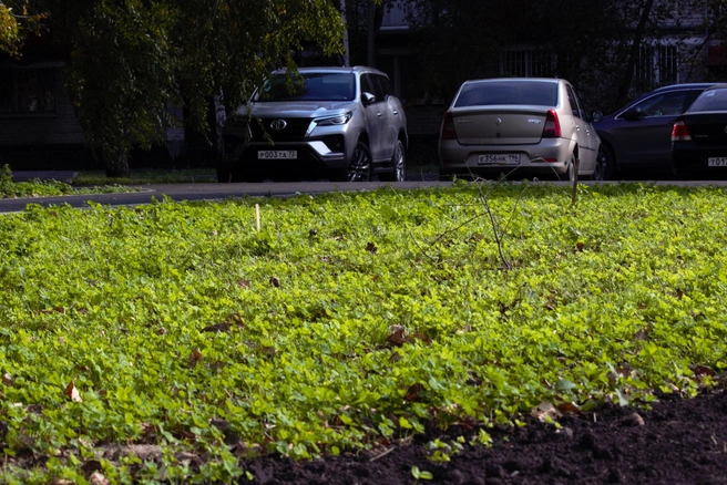 В некоторых местах благоустройства уже выросла новая трава  | Источник: Павел Красоткин / 72.RU 