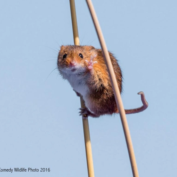 Источник: Michael Erwin / Comedy Wildlife Photography Awards 2016