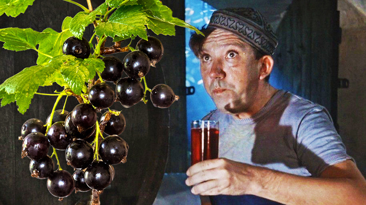 Настоящая мужская заготовка: как сделать вино из черной смородины