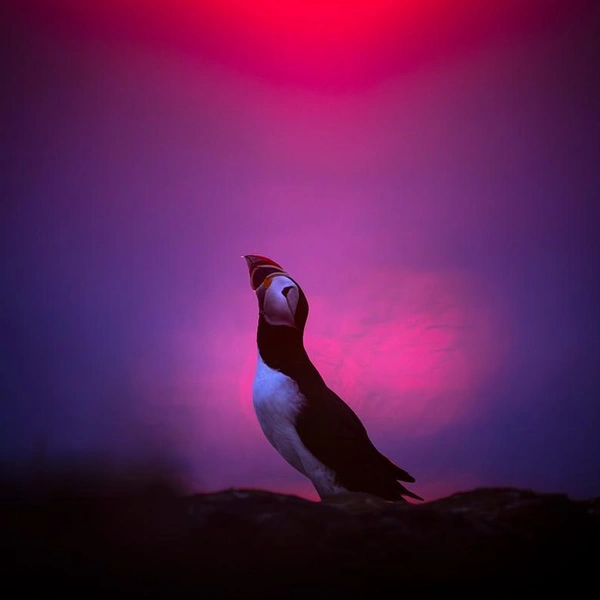 Финалист в номинации «Птицы» | Источник: Karsten Mosebach / GDT Nature Photographer of the Year 2025