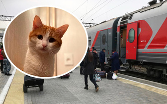 Чему всех научила история кота Твикса: как теперь изменятся правила перевозки животных в поездах?