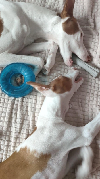 За игрушки дружочки не дерутся. Даже больше: старший делится с младшим | Источник: личный архив Надежды Купченко