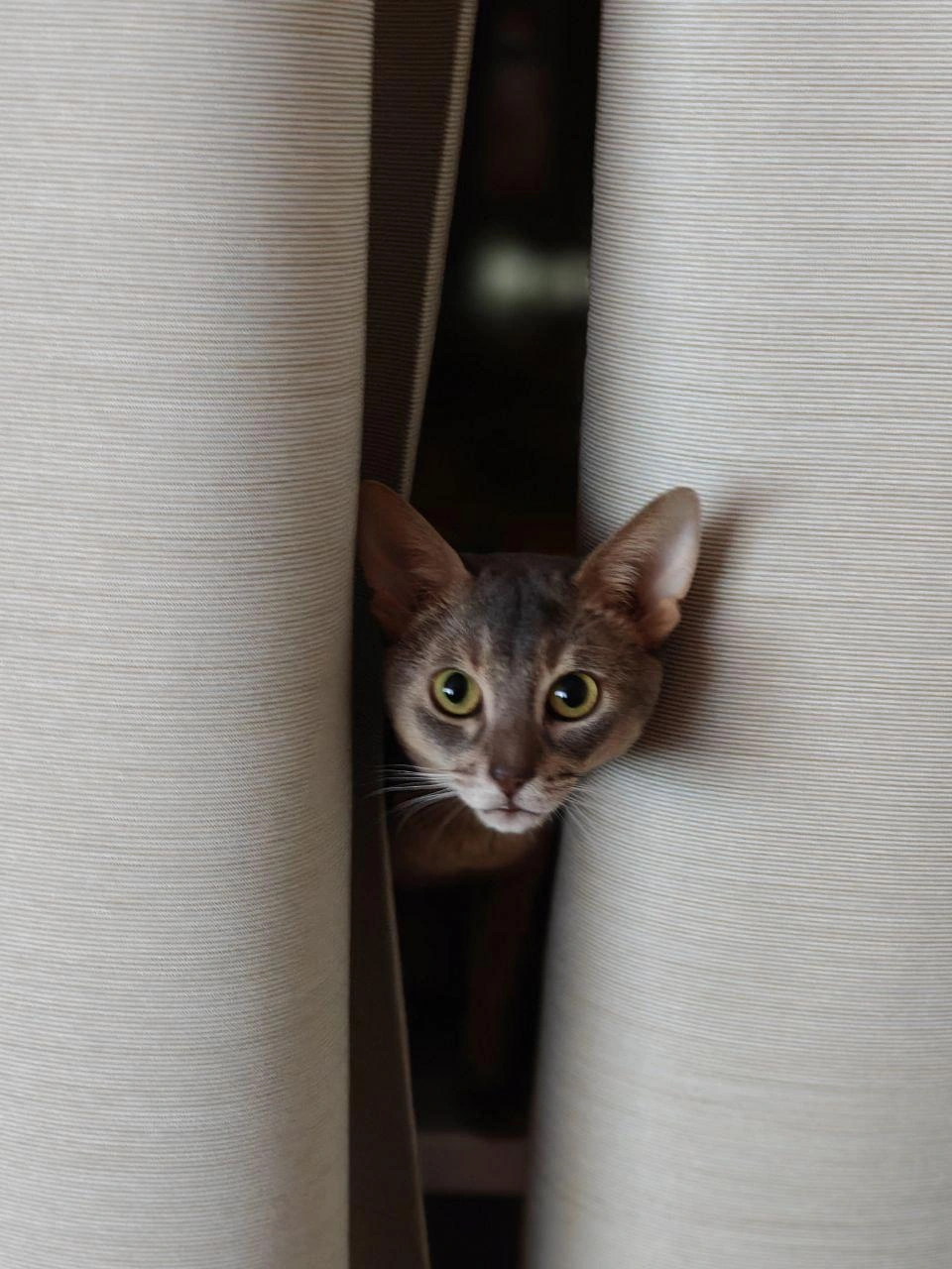 Федька отлично ловит мышей (даже летучих) и с азартом играет с пойманными ящерицами, замечает Юлия | Источник: читательница Юлия