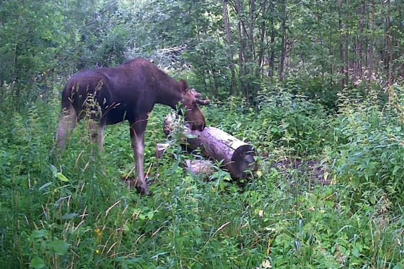 Аппетитный перекус лосей попал на камеры в нижегородском лесу — забавное видео