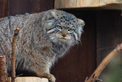 Манул Борис исследует коробку с сюрпризом