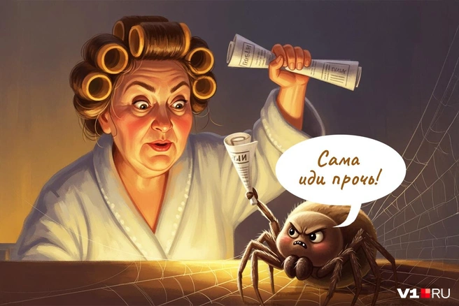 Домовой паук тоже хочет жить в тепле | Источник: Полина Авдошина