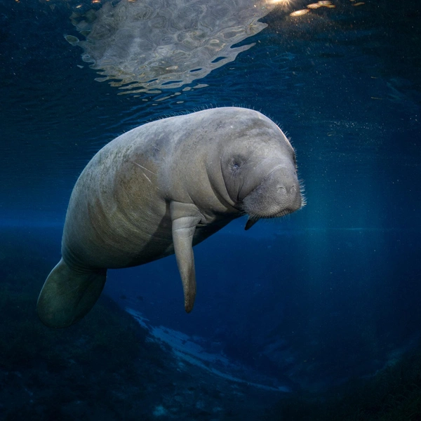 Одна из работ победителя в номинации «Портфолио» | Источник: Matthew Sullivan / Ocean Photographer of the Year 2025