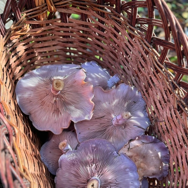 Источник: Darya Ryno / Грибы в Подмосковье 2025 / VK.com