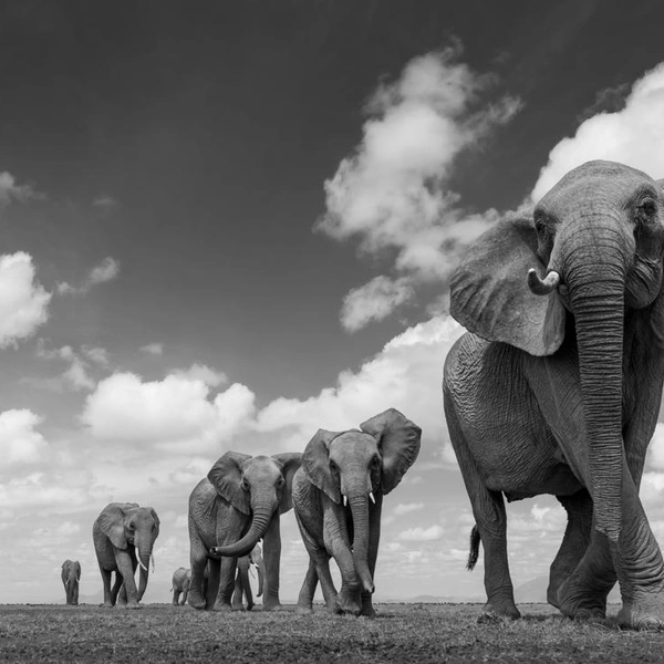 Источник: Alessandro Marena / Fine Art Photography Awards 2025