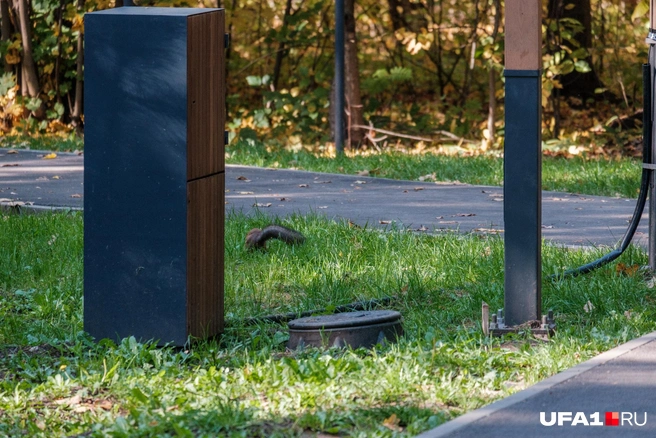 А в парках они бегают прямо под ногами | Источник: Булат Салихов / UFA1.RU
