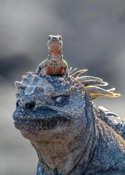 Источник: Rachelle Mackintosh / Nikon Comedy Wildlife Awards 2025