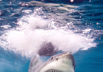 Как выглядит нападение белой акулы (видео)