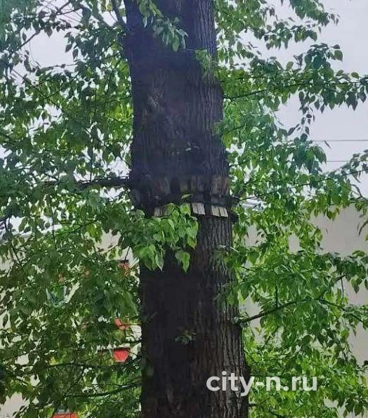 Новокузнечанка раскритиковала «Ниндзя парк» в парке Гагарина | Источник: city-n.ru