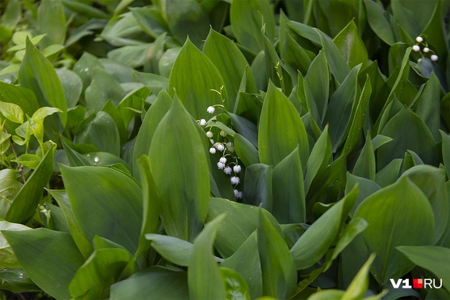 Осенью прекрасные ландыши становятся смертельной угрозой для дачников и их детей | Источник: Артём Устюжанин / E1.RU