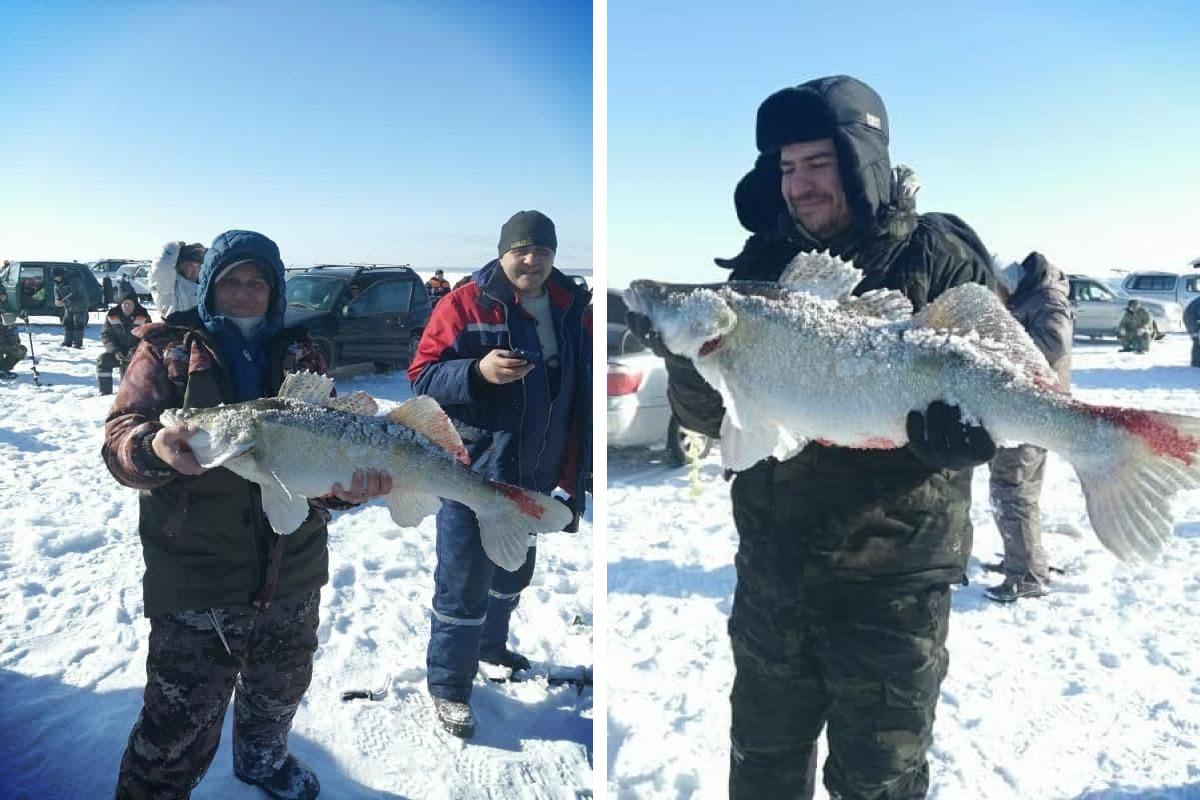 Сибиряк поймал огромного судака в Обском море — рыбаки устроили с ним  фотосессию 20 февраля 2022 года - 21 февраля 2022 - НГС.ру