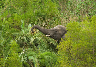 Дают свободу маленьким: как лесные слоны каждый день помогают планете