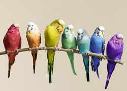 Милый друг: говорящие попугаи