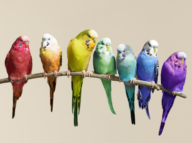 Милый друг: говорящие попугаи | MARIECLAIRE