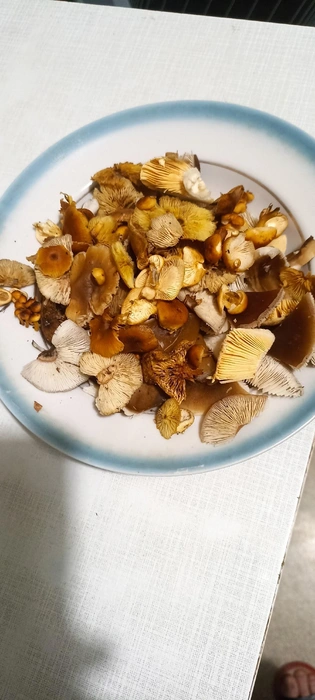 Кто-то собирает полные лукошки грибов  | Источник: Елена Колчина / «Грибы Екатеринбурга и Свердловской области» во «ВКонтакте»