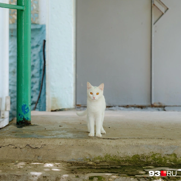 Кошки тут тоже есть | Источник: Дарья Паращенко / 93.RU