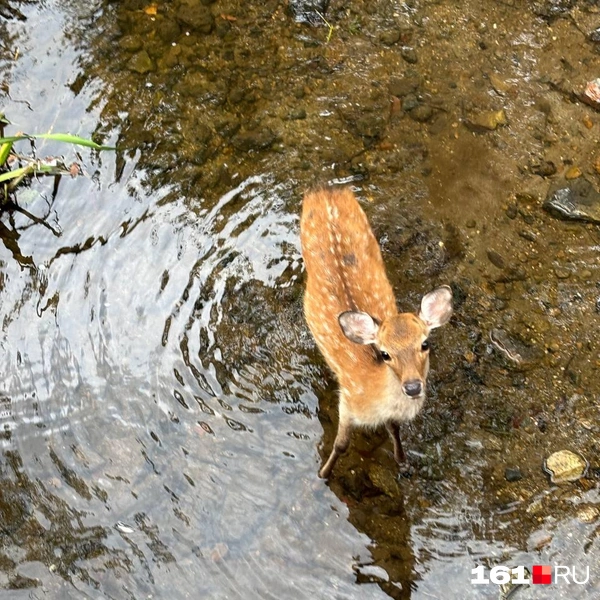 Источник: читатель 161.RU