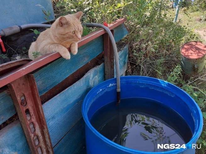 Блюдит за водой | Источник: читатель NGS24.RU