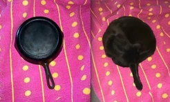 Самые смешные фото котов за ноябрь 2025 года