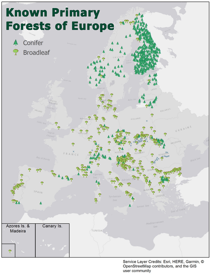 Составлена карта нетронутых лесов в Европе