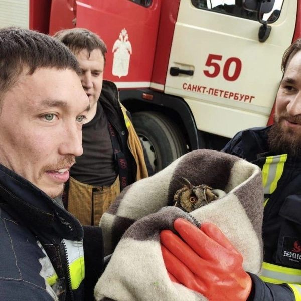 В Петербурге сова столкнулась с цивилизацией и не смогла взлететь. Посмотрите, как спасатели кутали ее в плед | Источник: МЧС Санкт-Петербурга / Telegram