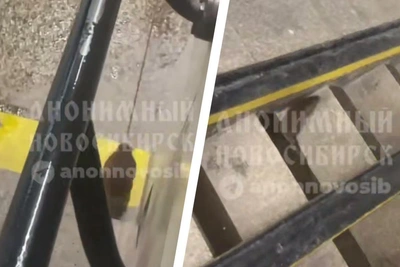 Rat runs into Zayeltsovskaya metro station vestibule