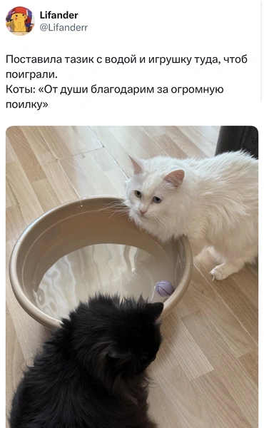 Источник: X (Twitter)