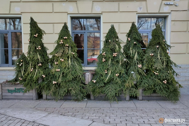 В живой елке могут быть споры плесени | Источник: Михаил Огнев / FONTANKA.RU