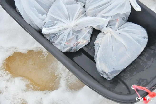 Рыбу везут взвешивать  | Источник: Иван Митюшёв / 29.RU