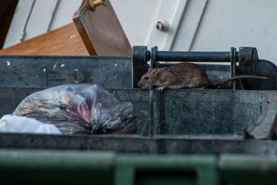 Архангельск расширит борьбу с крысами в 2026 году