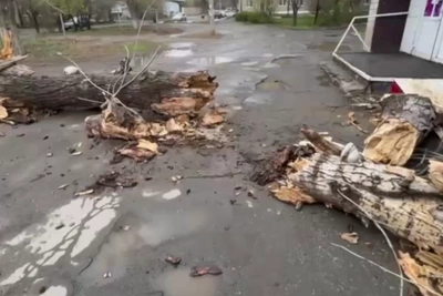 Орчанка чудом избежала гибели при падении дерева