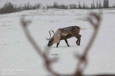 Материал 29.RU стал финалистом премии «Арктическая морошка»