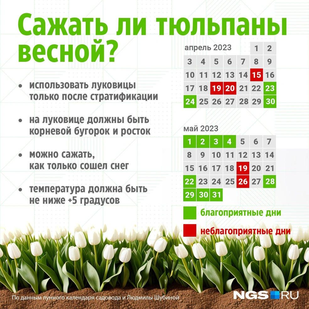 Тюльпаны: как продлить жизнь главным символам наступления весны?