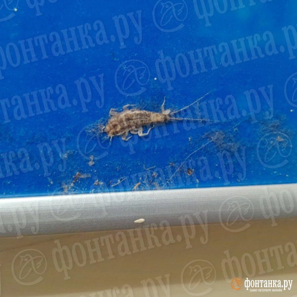 Источник: читатель «Фонтанки»