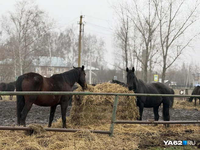 Старожиловский конезавод не прячется от жителей поселка за высокими заборами. Лошади гуляют в загоне, тут же едут автомобили, а местные идут по своим делам | Источник: Сергей Петунин / YA62.RU