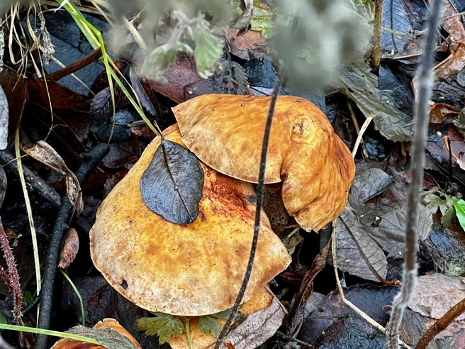 Источник: Татьяна Погодина